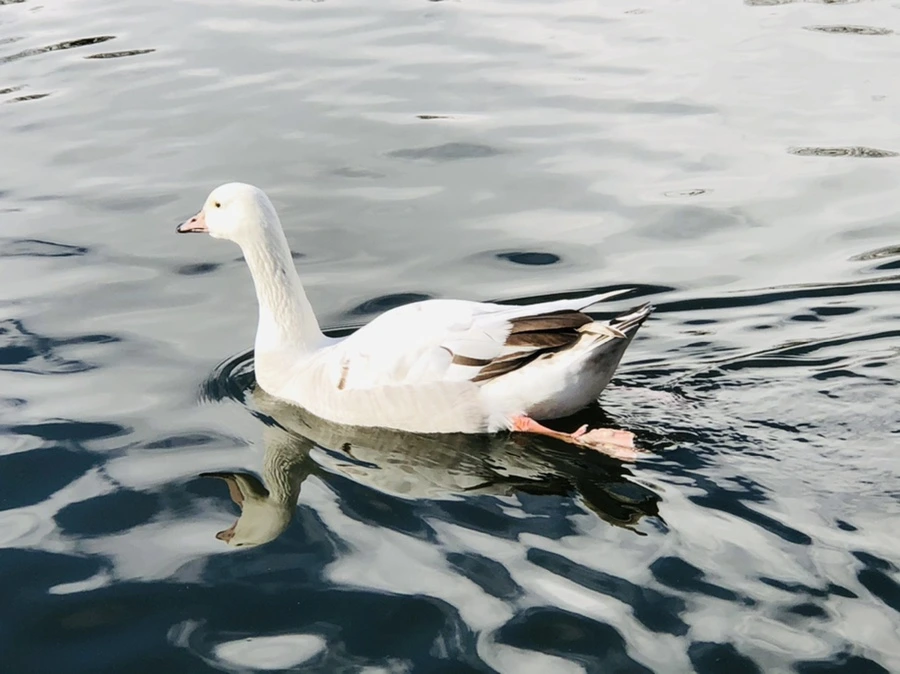 IMG_3537.jpg?type=w966