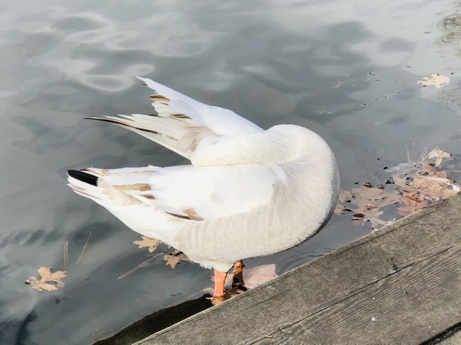 IMG_3529.jpg?type=w966