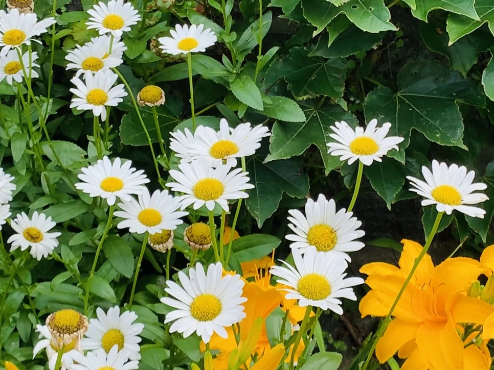 IMG_9357.jpg?type=w966