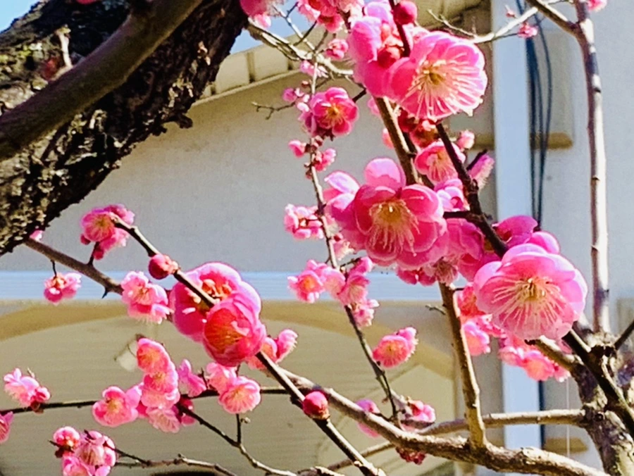 IMG_3026.jpg?type=w966