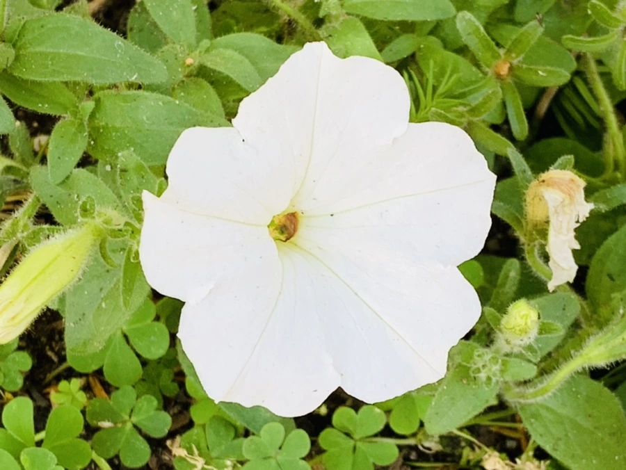 IMG_5303.jpg?type=w966