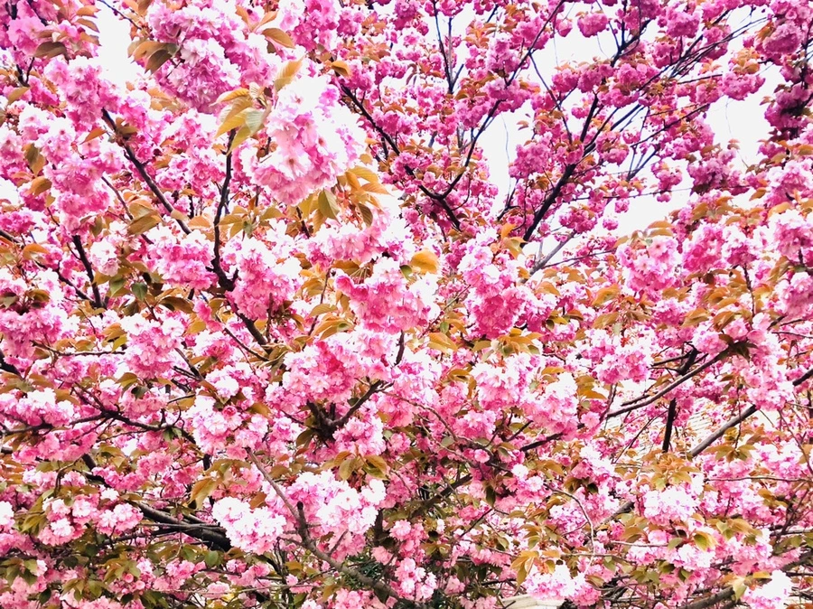 IMG_7135.jpg?type=w966