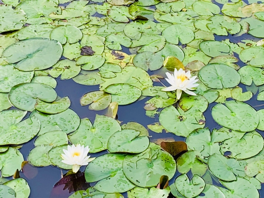 IMG_4438.jpg?type=w966