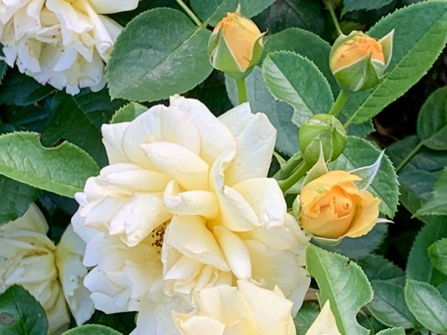 IMG_2938.jpg?type=w966