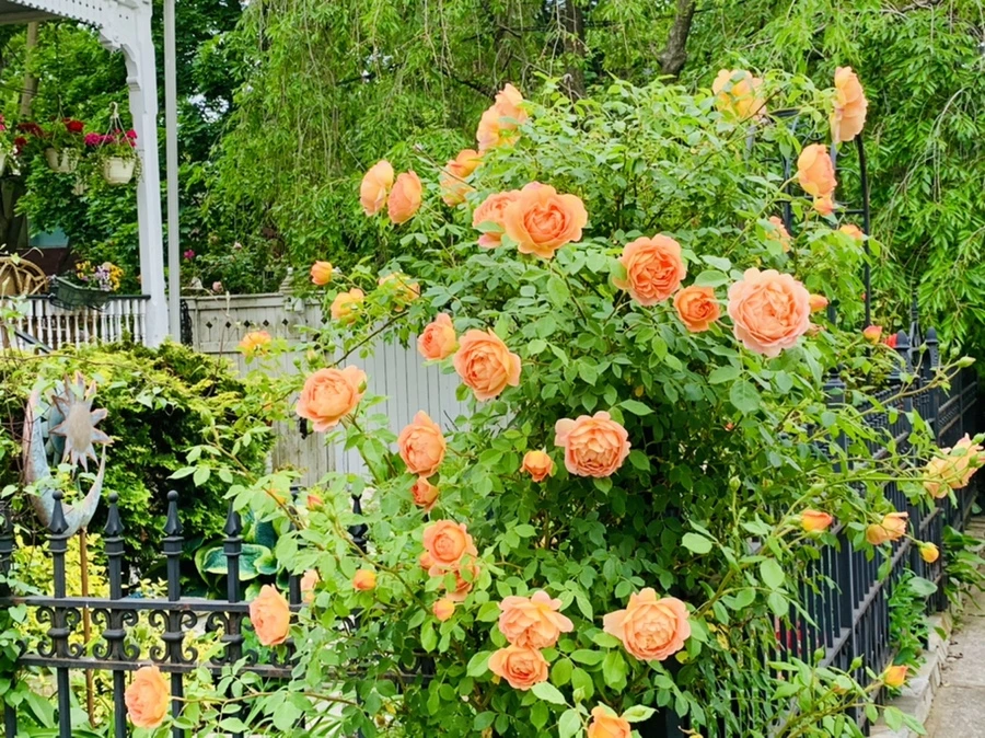 IMG_5280.jpg?type=w966