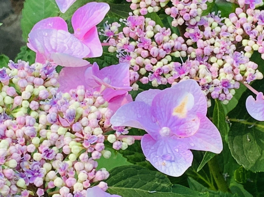 IMG_6046.jpg?type=w966