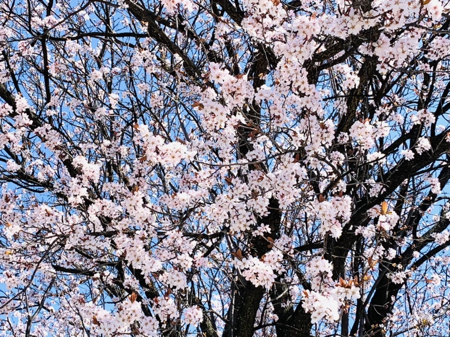 IMG_7981.jpg?type=w966