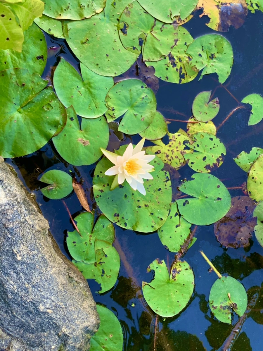 IMG_1037.jpg?type=w966