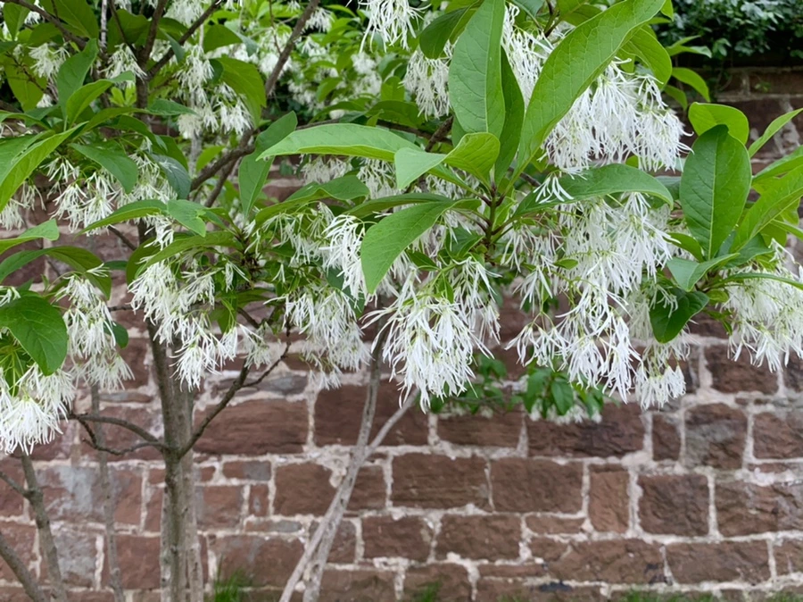 IMG_5070.jpg?type=w966