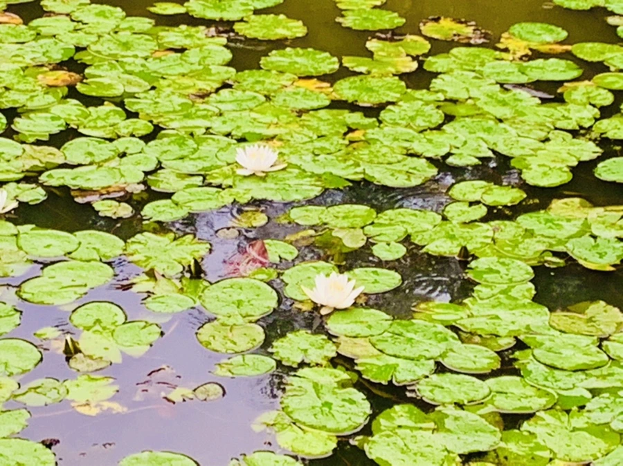 IMG_8370.jpg?type=w966