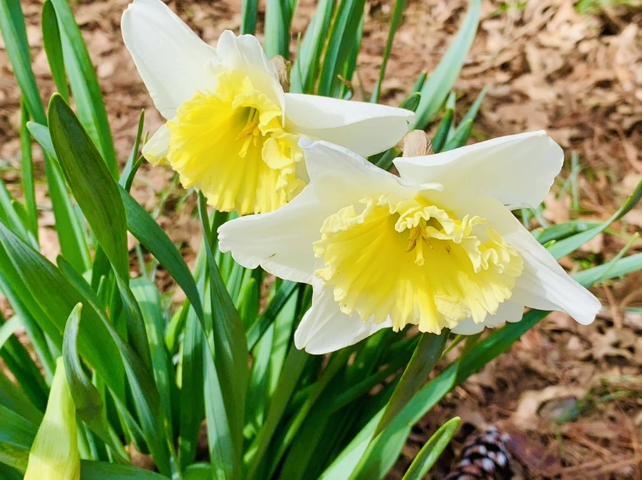 IMG_6350.jpg?type=w966