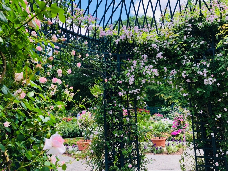 IMG_7167.jpg?type=w966