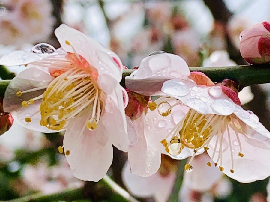 IMG_3975.jpg?type=w966