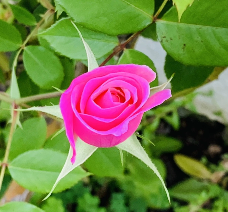 IMG_3269.jpg?type=w966