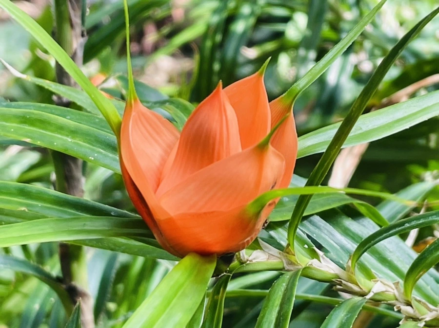 IMG_4222.jpg?type=w966