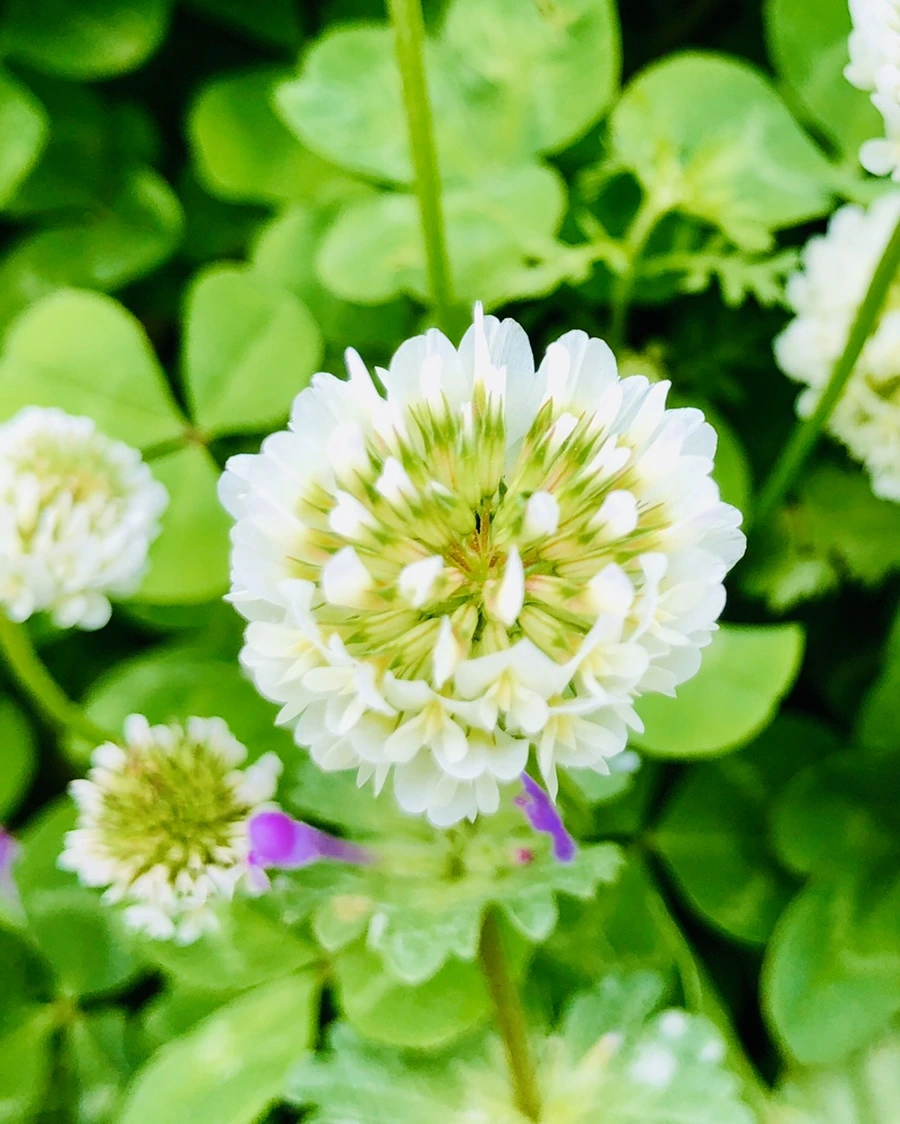 IMG_7955.jpg?type=w966