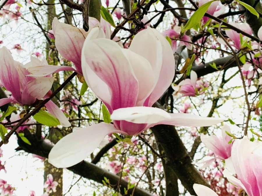 IMG_2378.jpg?type=w966