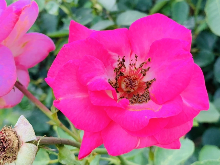 IMG_8761.jpg?type=w966