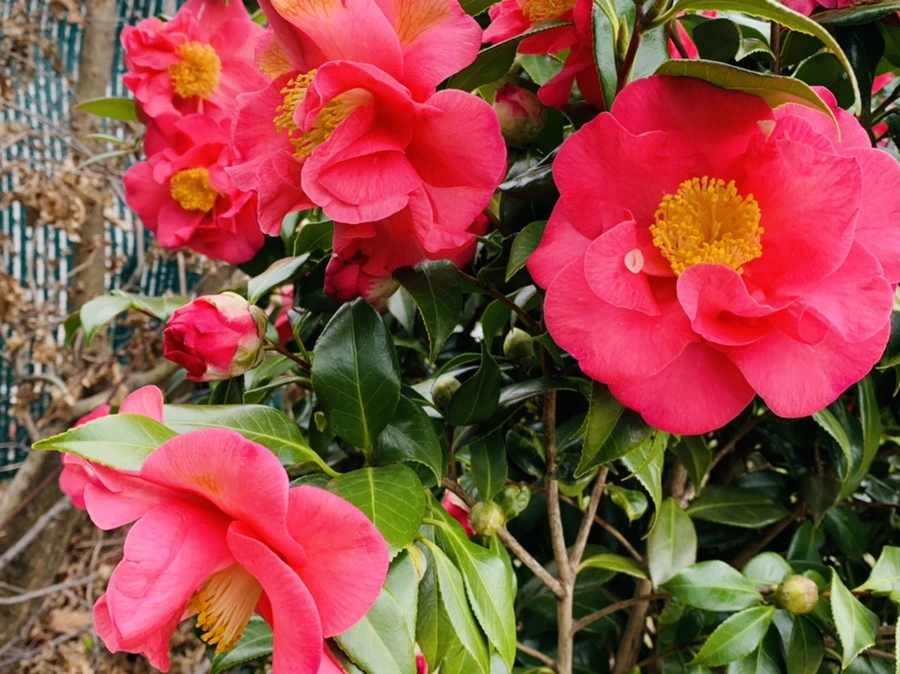 IMG_6651.jpg?type=w966