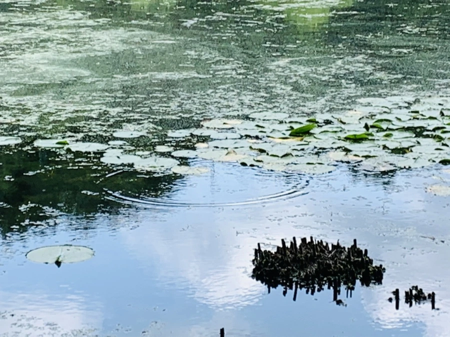 IMG_7511.jpg?type=w966