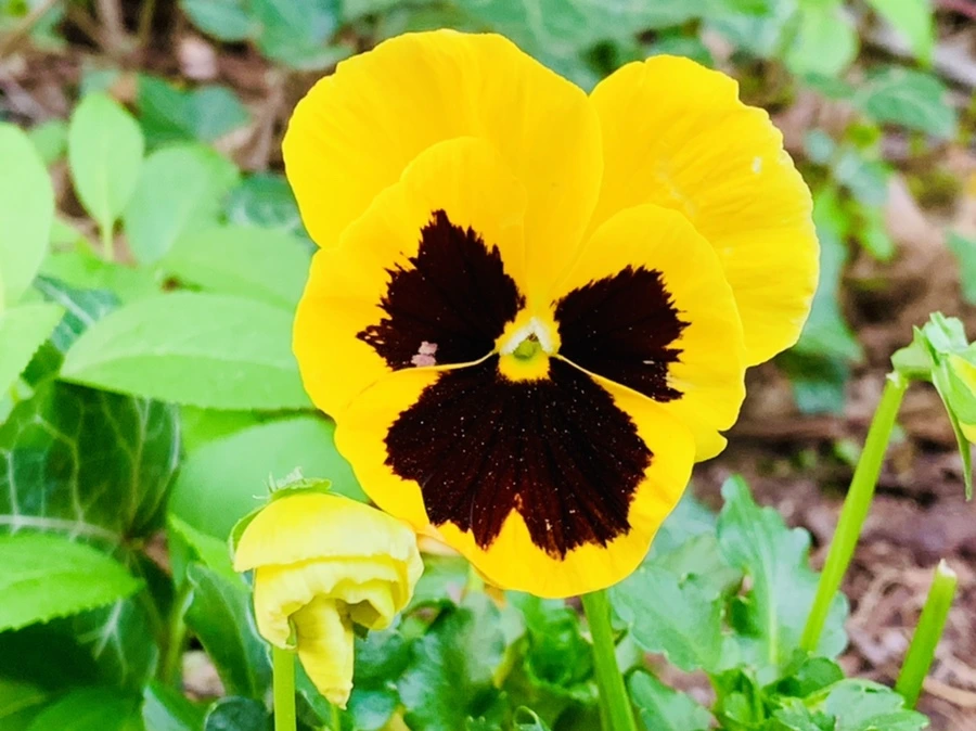 IMG_9041.jpg?type=w966