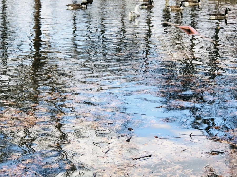 IMG_4352.jpg?type=w966