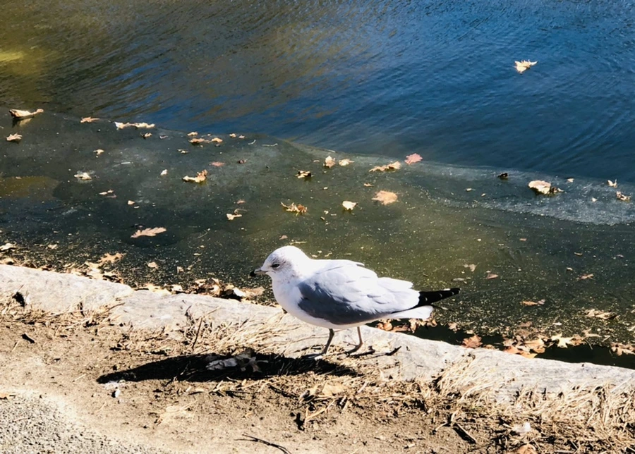 IMG_7604.jpg?type=w966