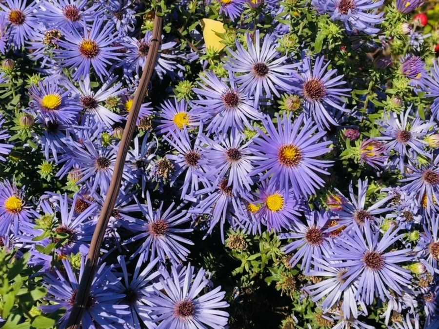 IMG_3033.jpg?type=w966