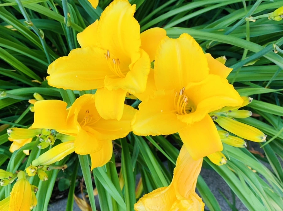 IMG_8205.jpg?type=w966