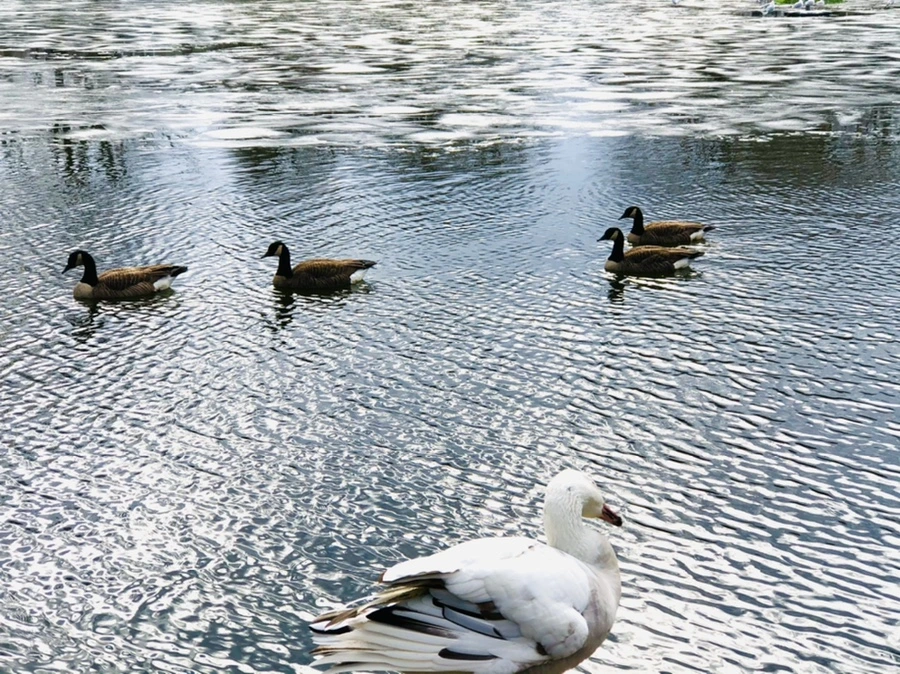 IMG_5095.jpg?type=w966