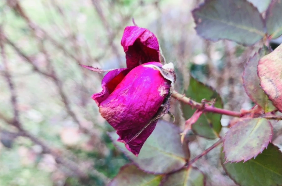 IMG_8006.jpg?type=w966