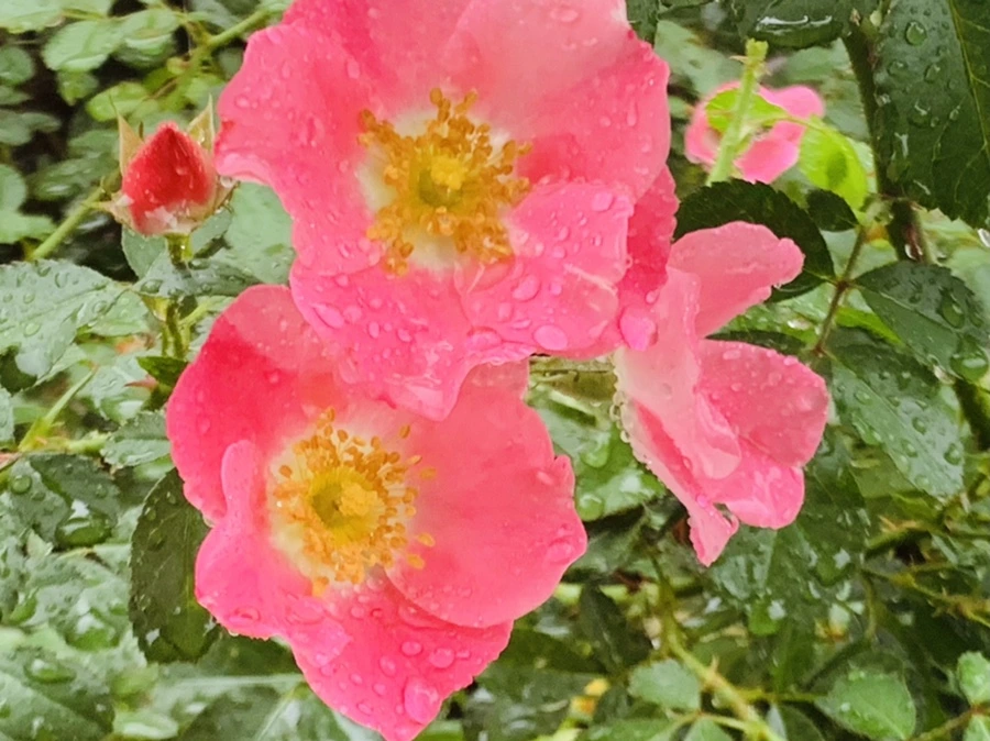 IMG_3853.jpg?type=w966