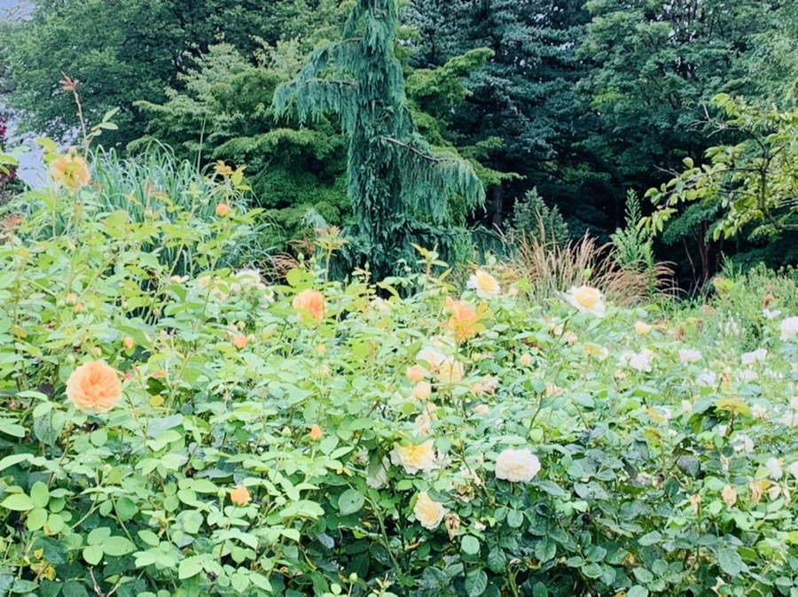 IMG_0948.jpg?type=w966