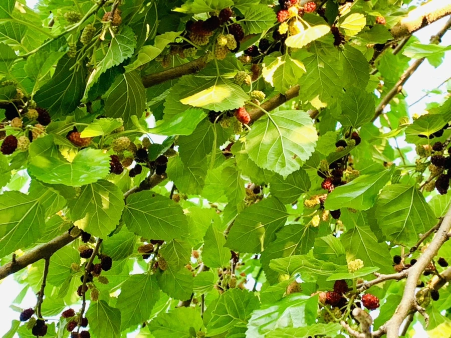 IMG_1511.jpg?type=w966