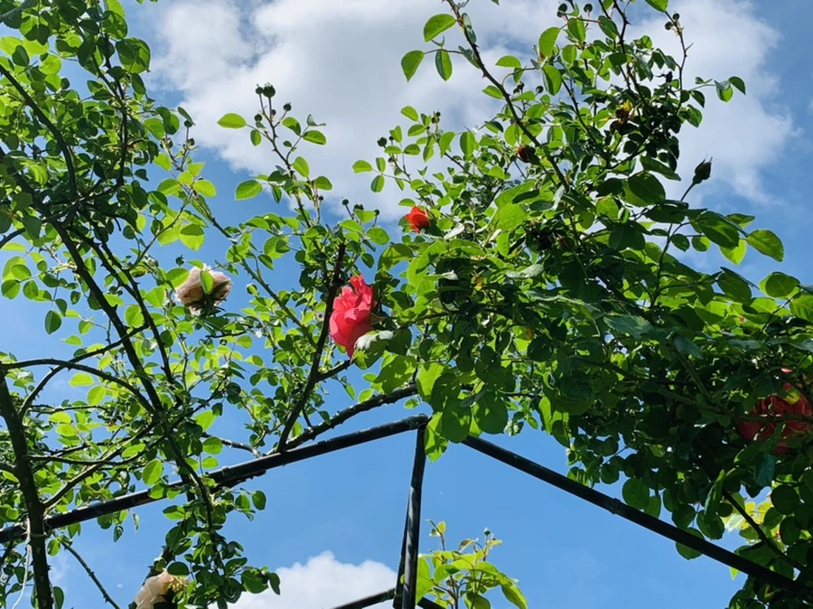 IMG_5795.jpg?type=w966