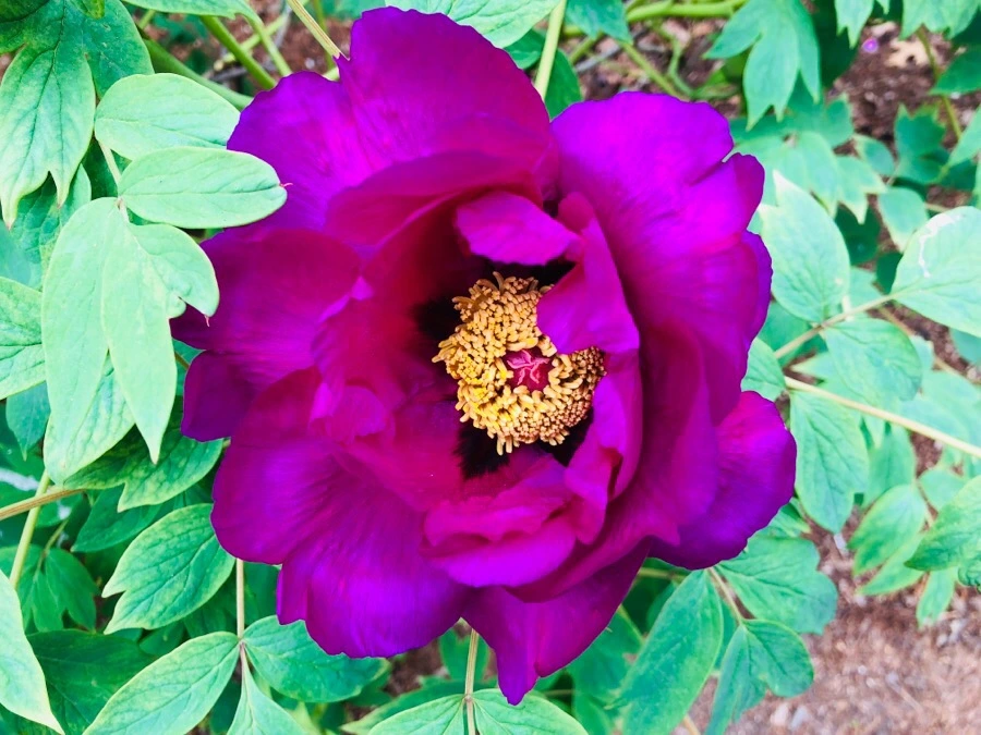 IMG_5543.jpg?type=w966