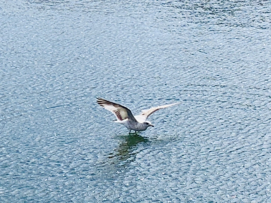 IMG_7274.jpg?type=w966