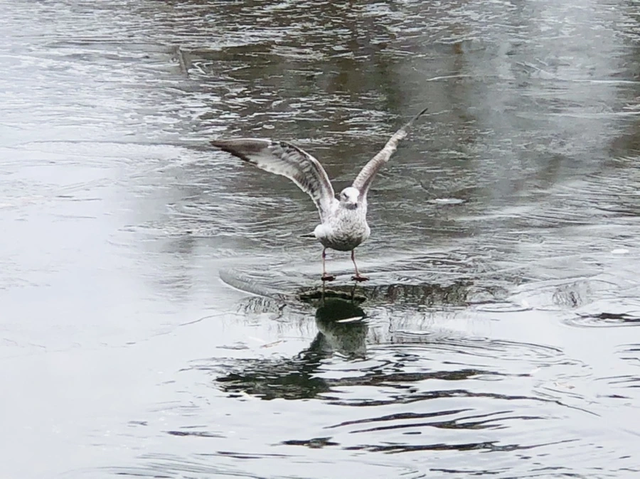 IMG_8993.jpg?type=w966