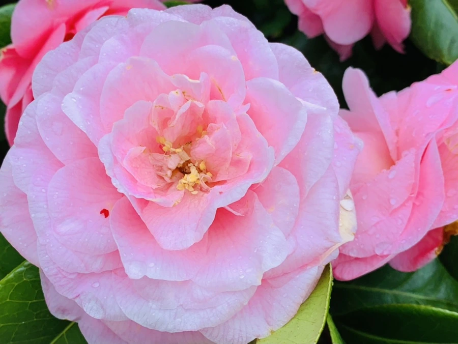 IMG_1393.jpg?type=w966