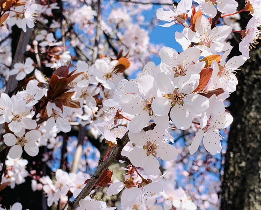 IMG_7924.jpg?type=w966