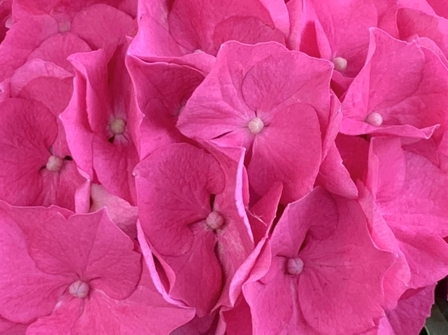 IMG_7273.jpg?type=w966