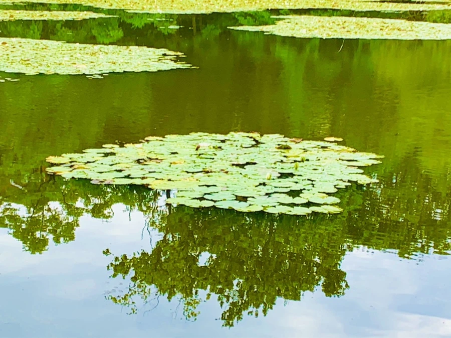 IMG_5185.jpg?type=w966