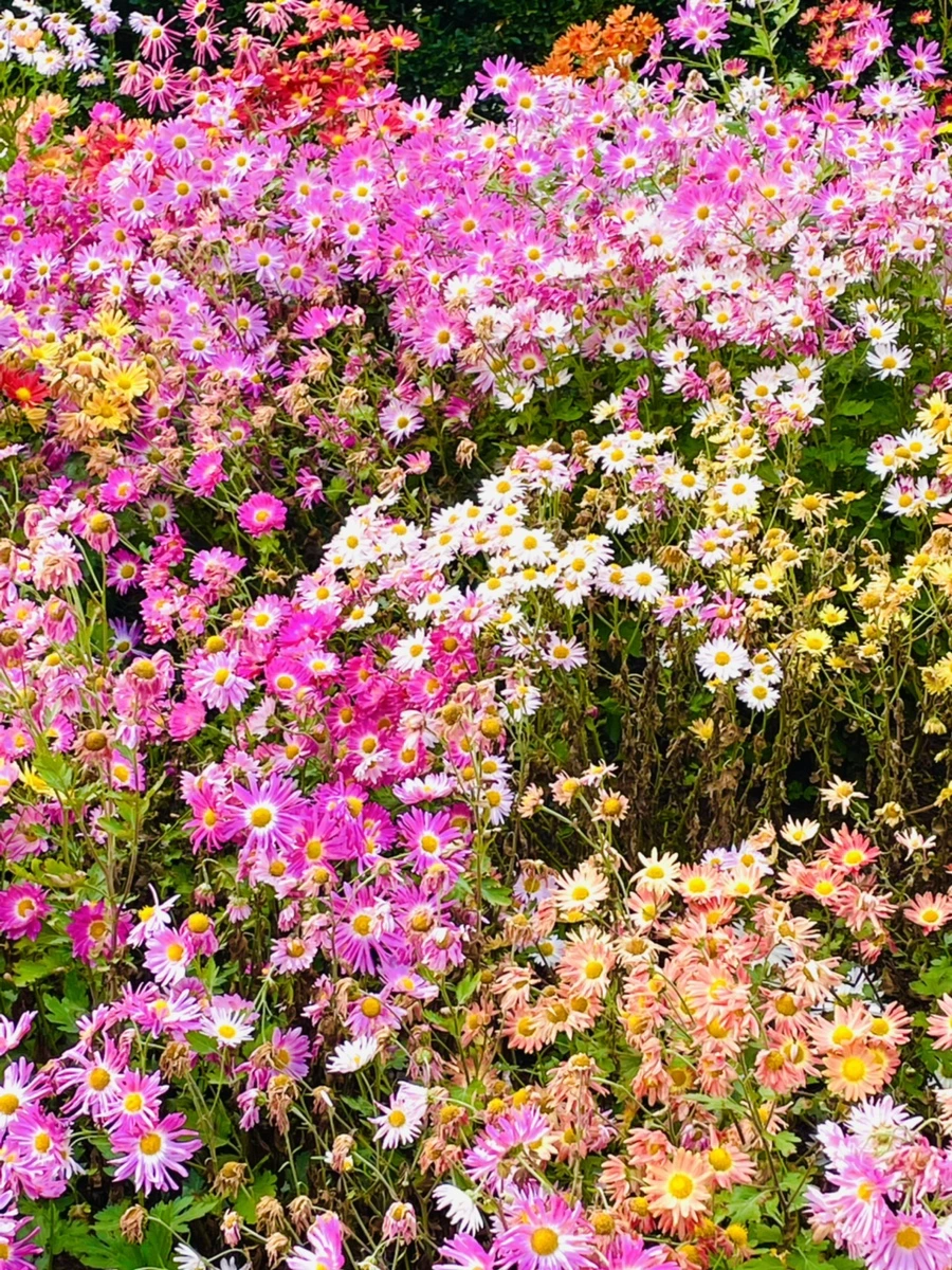 IMG_1232.jpg?type=w966