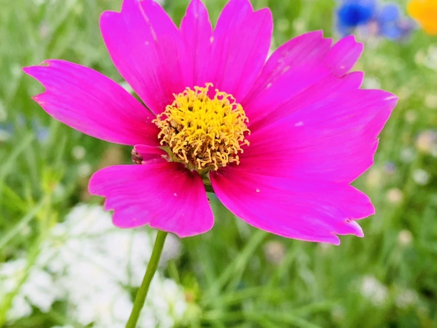 IMG_7248.jpg?type=w966