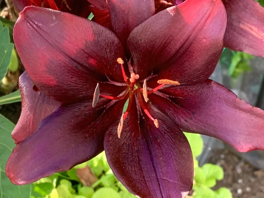 IMG_3968.jpg?type=w966