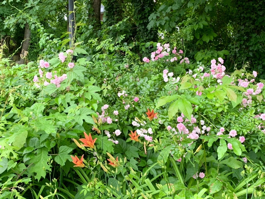 IMG_3555.jpg?type=w966