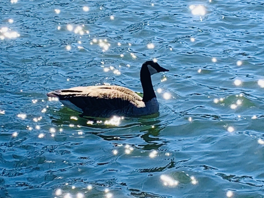 IMG_7578.jpg?type=w966