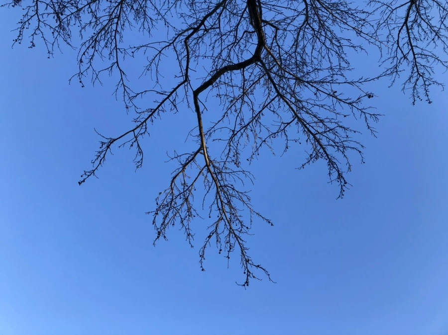 IMG_1089.jpg?type=w966