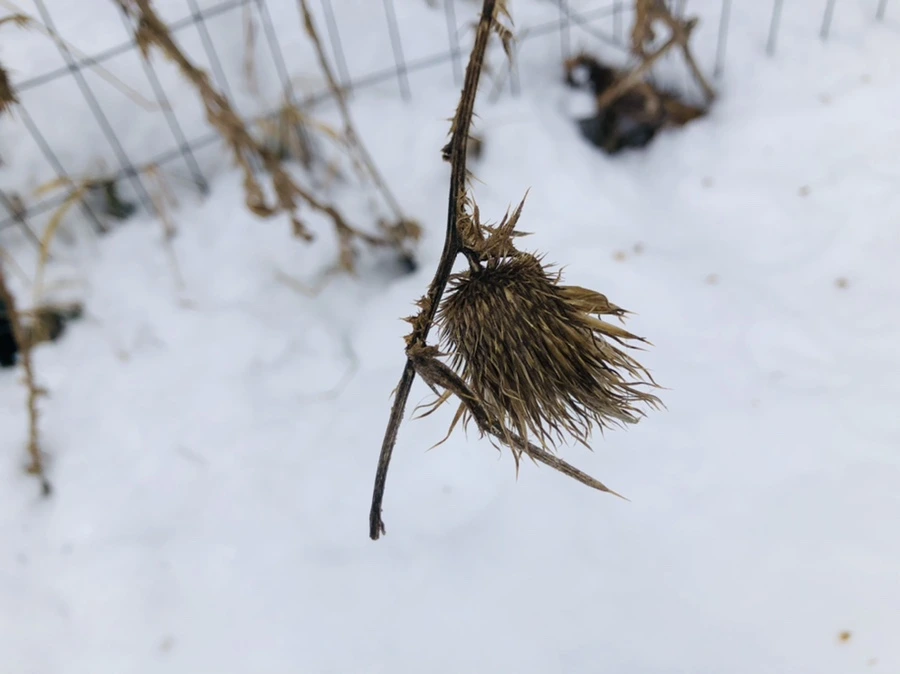 IMG_1506.jpg?type=w966