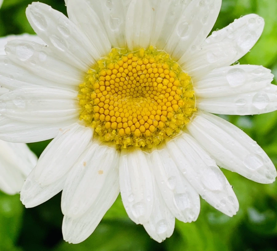 IMG_0165.jpg?type=w966